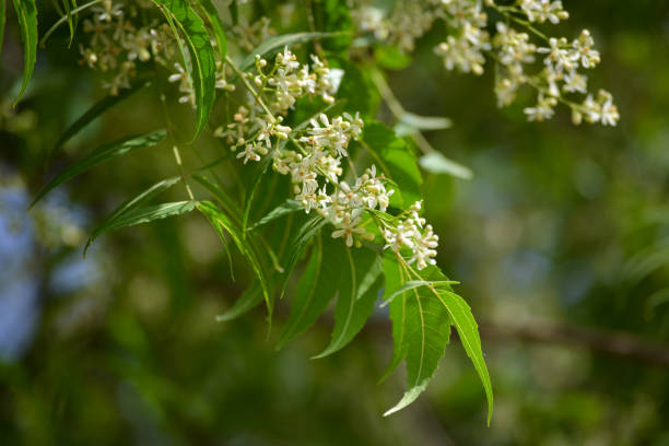 neem leaves and flowers - azadirachta indica imagens e fotografias de stock