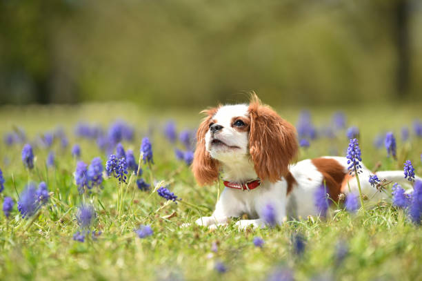 istock Cavalier King Charles Spaniel in the flower garden 1220058270