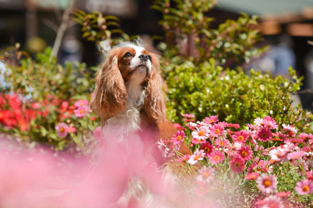 istock Cavalier King Charles Spaniel in the flower garden 1220058301