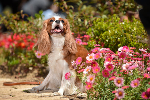 istock Cavalier King Charles Spaniel in the flower garden 1220058313