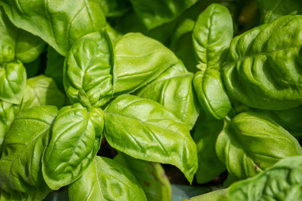 istock Potted basil plant close up 1220061856