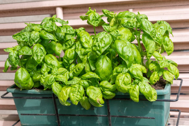 istock Fresh basil growing in flower pot close up 1220061862