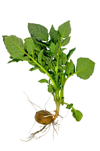 istock Whole young potato plant with tuber and leaves 1220062866