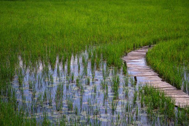 istock Wood bridge and rice field green background. 1220064210