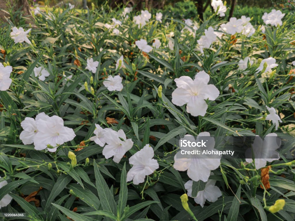 Flor De Petunia Mexicana Blanca En Un Jardín También Conocido Bluebell Mexicano O Petunia Salvaje De Britton Foto de stock y más banco de imágenes de Aire libre - iStock Flor De Petunia Mexicana Blanca En Un Jardín También Conocido Bluebell Mexicano O Petunia Salvaje De Britton Foto de stock y más banco de imágenes de Aire libre - iStock