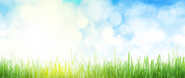 istock Abstract summer grass field and sky wide backdrop 1220064447