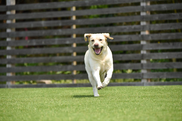 Labrador retriever playing dog run Labrador retriever playing dog run yellow labrador stock pictures, royalty-free photos & images