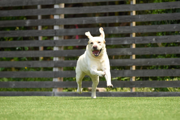 Labrador retriever playing dog run