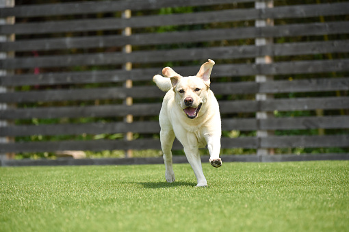 Labrador retriever playing dog run