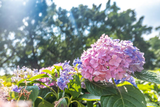 hydrangea plants - hydrangea gardening blue ornamental garden imagens e fotografias de stock