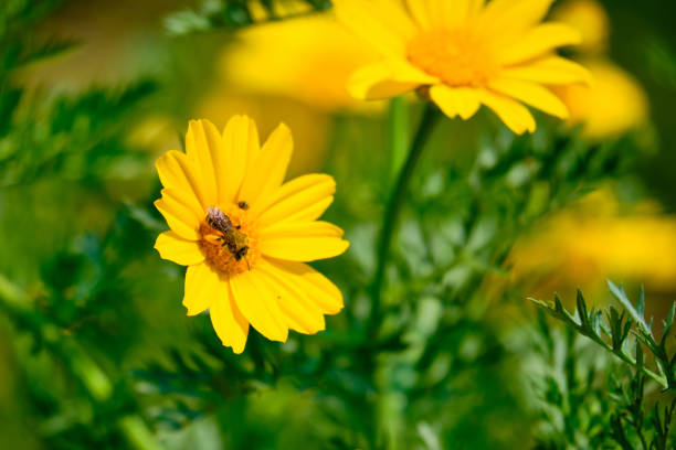 istock an insect on a yellow corn marigold flower with blurred background 1220066752