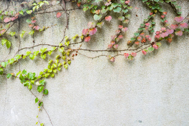 Coatbuttons on gray grunge cement wall background texture