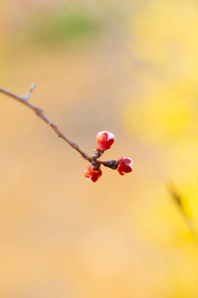istock Blooming apricot flower，Prunus sibirica 1220067311
