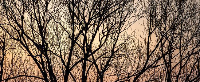 Silhouettes of tree branches on a background of spring sunset