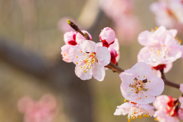 istock Blooming apricot flower，Prunus sibirica 1220068228