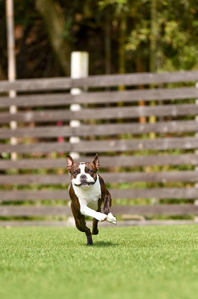 istock Boston Terrier playing in a dog run 1220068431