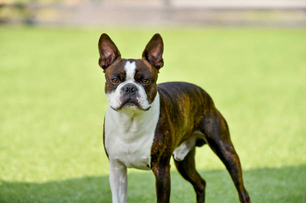 istock Boston Terrier playing in a dog run 1220068460