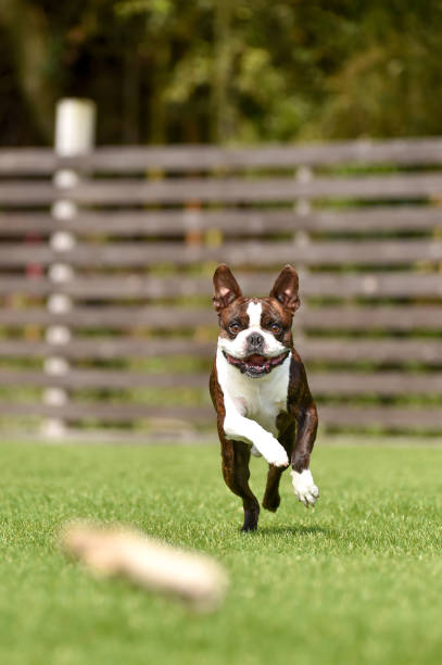 istock Boston Terrier playing in a dog run 1220068546
