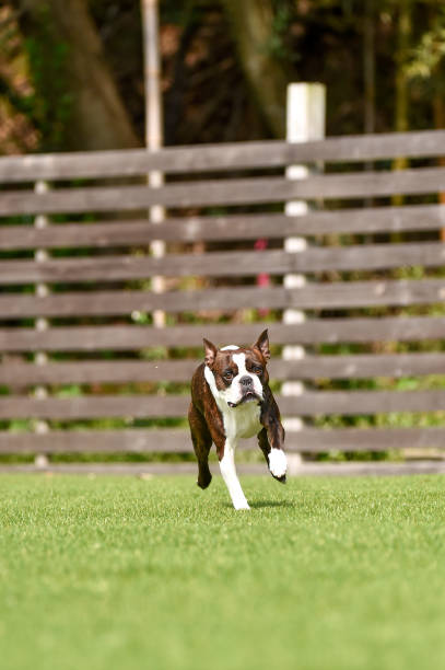 istock Boston Terrier playing in a dog run 1220068606
