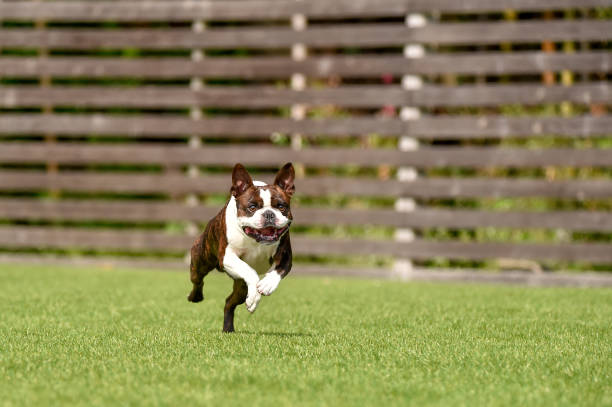 istock Boston Terrier playing in a dog run 1220068639