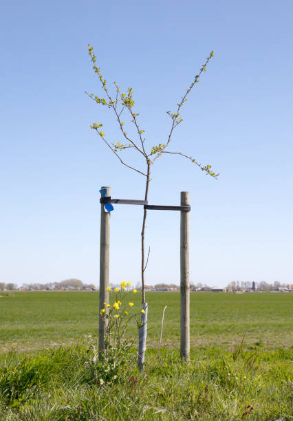 istock Young tree growing in a meadow in the Netherlands 1220069324