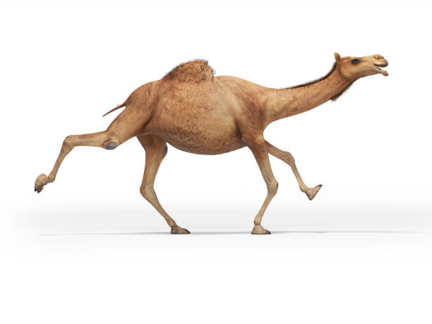 그림자와 흰색 배경에서 실행 낙타의 3d 렌더링 개념 - camel back 뉴스 사진 이미지
