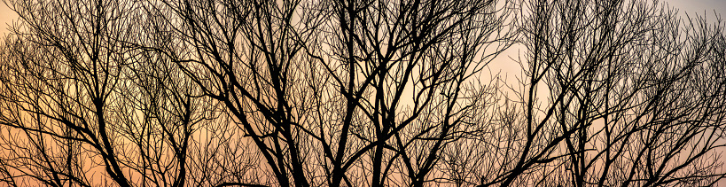 Silhouettes of tree branches on a background of spring sunset