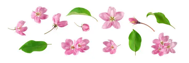 Spring collection of purple flowers, buds and leaves of blossom ornamental apple tree Malus Prairie Fire. Set isolated on white background.