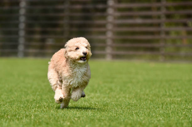 istock Miniature poodle playing with dog run 1220070988
