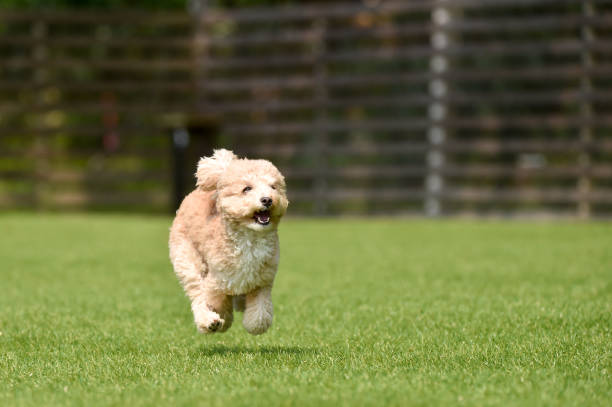 istock Miniature poodle playing with dog run 1220071025