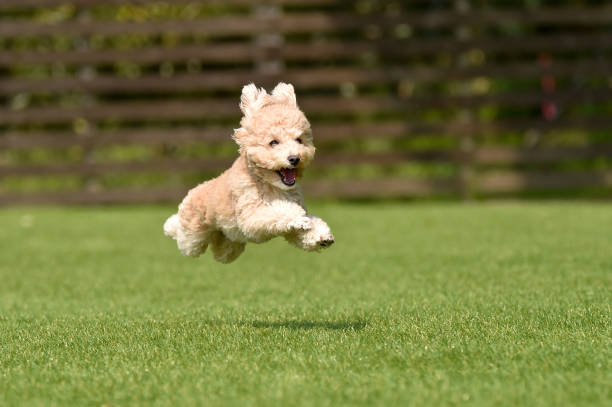 poodle em miniatura brincando com corrida de cachorro - dog jumping - fotografias e filmes do acervo