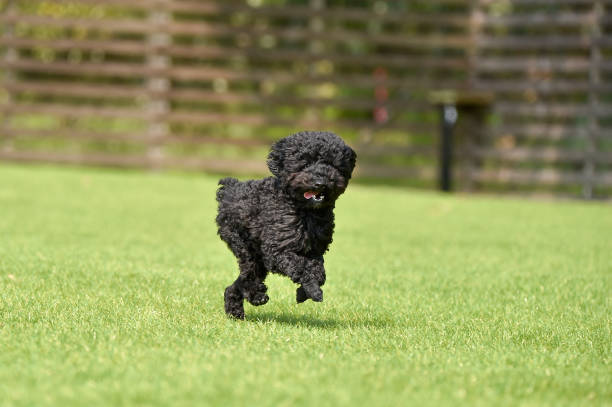 istock Miniature poodle playing with dog run 1220071066