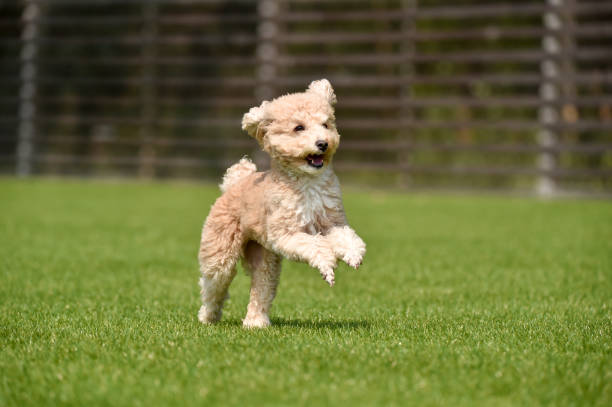 istock Miniature poodle playing with dog run 1220071110