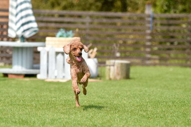 istock Miniature poodle playing with dog run 1220071124
