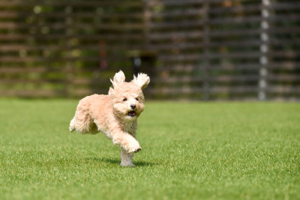 istock Miniature poodle playing with dog run 1220071172