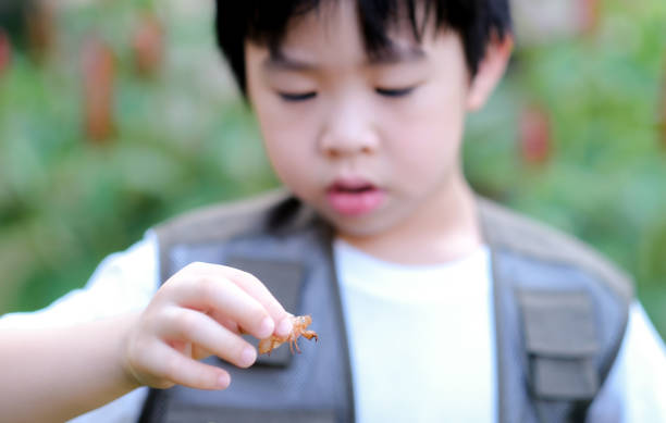 好奇心旺盛な若いアジアの少年は、庭で彼の手にセミモルトを見ています。世界を探索し、屋外での活動 - people traveling journey group of people hiking ストックフォトと画像