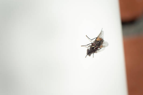 istock Close-up image of a fly on the white rain pipe 1220072046