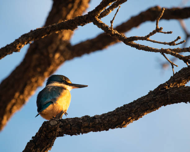 istock A sacred kingfisher perched on tree branch at sunrise. It is also known by its Mori name ktare 1220072103