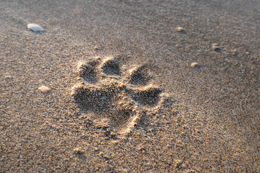 Paw print of a small dog on the soft sandy beach