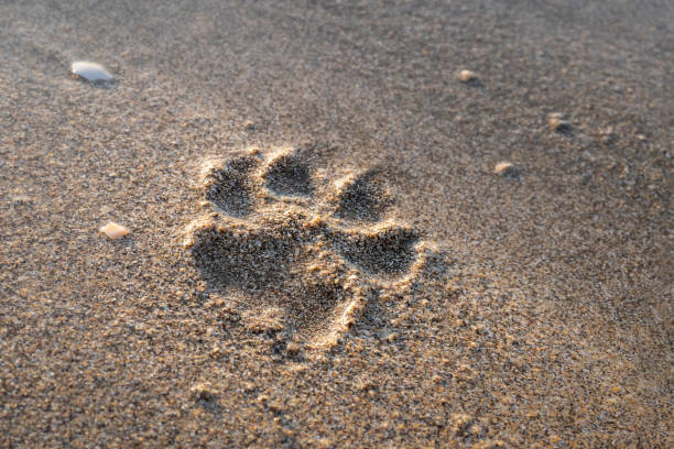 odcisk łapy małego psa na miękkiej piaszczystej plaży - dog paw print beach footprint zdjęcia i obrazy z banku zdjęć