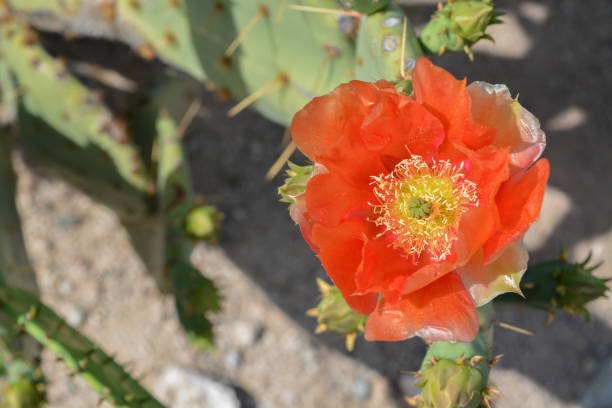 istock Prickly Pear Cactus (Opuntia Cactaceae) blooming in Glendale, Maricopa County, Arizona USA 1220072329