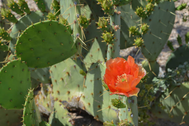 istock Prickly Pear Cactus (Opuntia Cactaceae) blooming in Glendale, Maricopa County, Arizona USA 1220072336