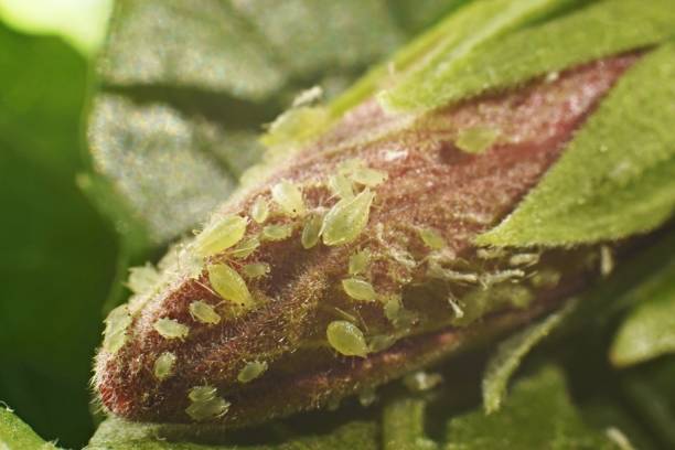 colonia di pidocchi vegetali che parassita sul bocciolo di ibisco - petal bud plant agriculture foto e immagini stock