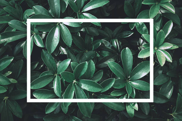 istock Green leaf nature with white text box for presentation background or texture - natural or environment concept. 1220073710