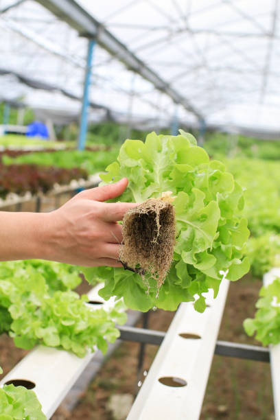 Farmers hands holding fresh vegetables see root in hydroponic garden during morning time food.Growing plants vegetables salad farm, in water, without soil. Hydroponic lettuces in hydroponic pipe. las manos de los agricultores que sostienen verduras frescas ven la raíz en el jardín hidropónico durante la comida de la mañana. cultivo de plantas de verduras ensalada granja, en agua, sin suelo. lechugas hidropónicas en tubo hidropónico.