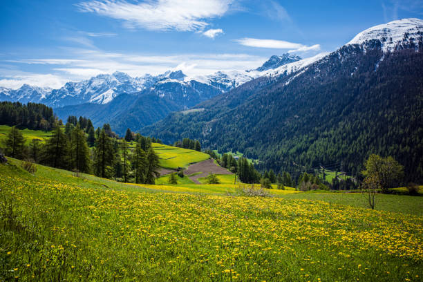 istock alpine meadow with yellow flowers 1220075300