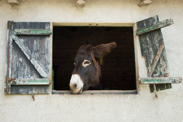A lone donkey looks out the window of his shed