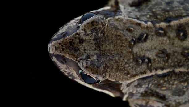 istock Frog showing large eyes and skin texture 1220077902