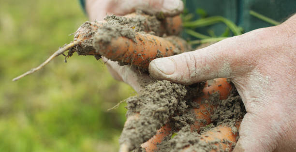 colpo ravvicinato di un anziano agricoltore maschio che raccoglie carote biologiche fresche in un giardino ecologico di una fattoria di campagna. - biologic food grainy cereal plant foto e immagini stock