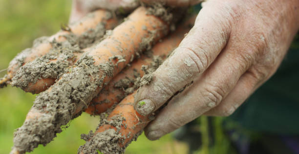 colpo ravvicinato di un anziano agricoltore maschio che raccoglie carote biologiche fresche in un giardino ecologico di una fattoria di campagna. - biologic food grainy cereal plant foto e immagini stock